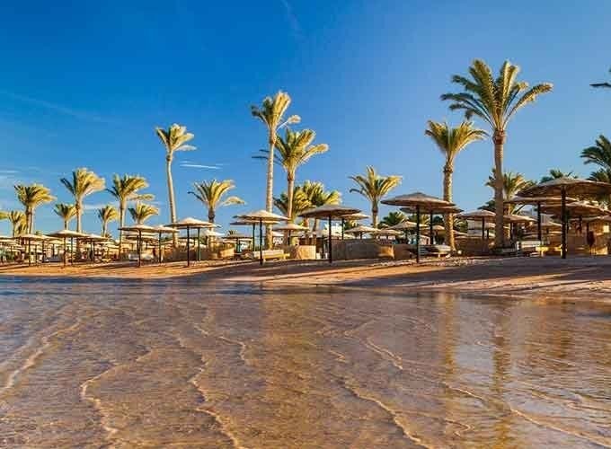 Palm trees reflected along the edge of a calm lake, creating a serene oasis landscape under a clear sky.