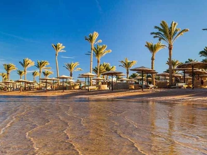 Palm trees reflected along the edge of a calm lake, creating a serene oasis landscape under a clear sky.
