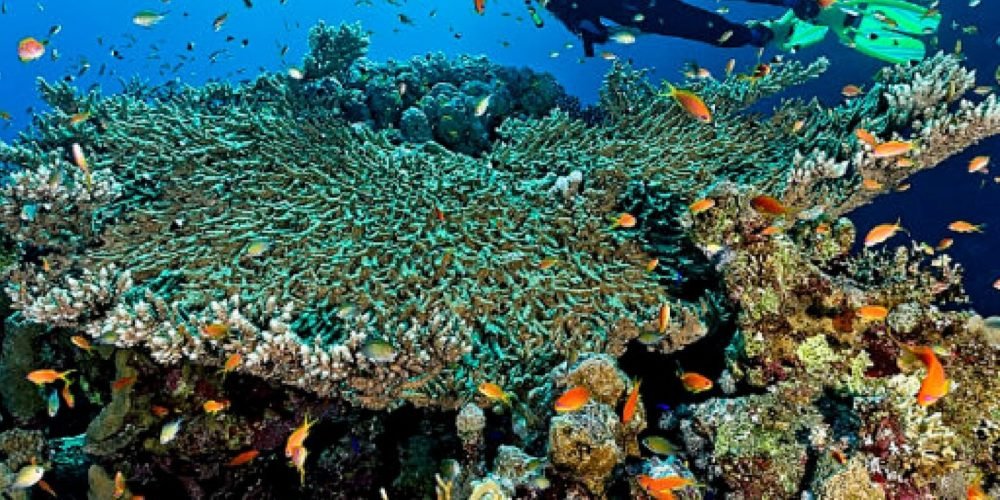 Mergulhador com cilindro nadando sobre um recife de coral colorido, cercado por pequenos peixes tropicais em águas cristalinas.