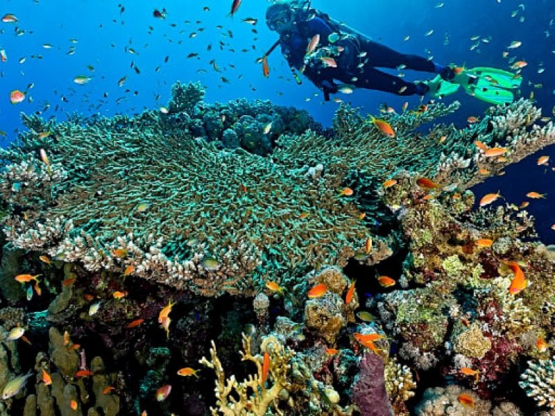 Mergulhador com cilindro nadando sobre um recife de coral colorido, cercado por pequenos peixes tropicais em águas cristalinas.