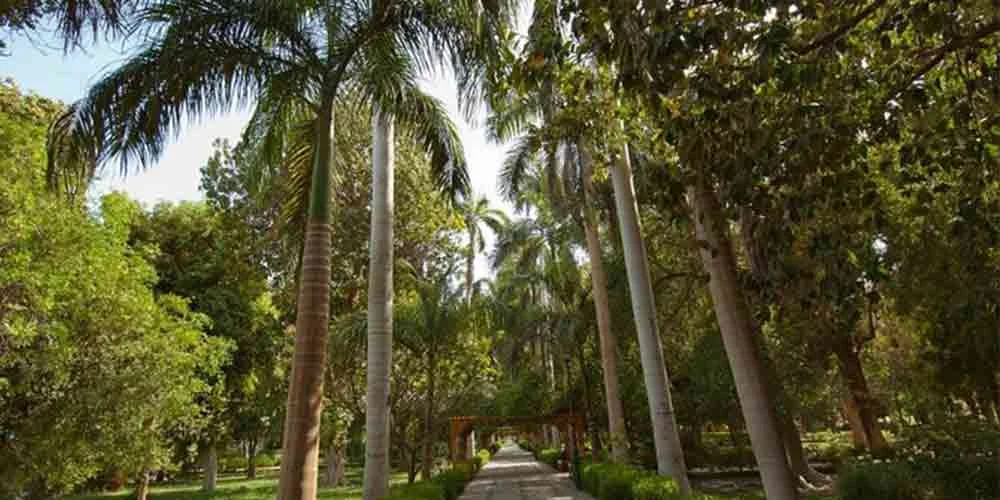 Trees and palm trees in a kitchener garden.
