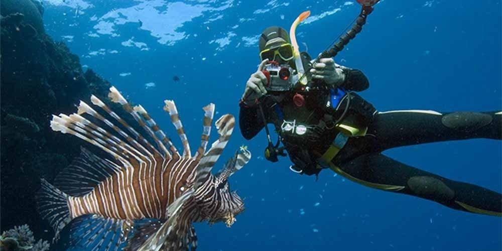 A scuba diver in full black gear and a yellow snorkel takes a photo of a large venomous lionfish with extended striped fins in the deep blue Red Sea