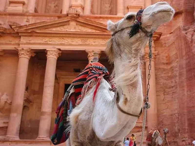 Camello árabe en Petra, Jordania, frente a las antiguas fachadas talladas en roca.