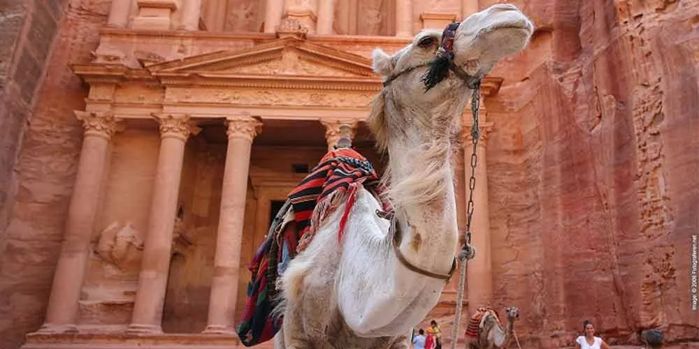 Camello árabe en Petra, Jordania, frente a las antiguas fachadas talladas en roca.