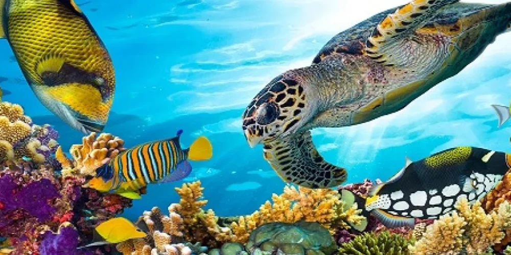 Peces y criaturas marinas coloridas en el mar de Sharm El Sheikh